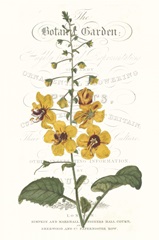 Flower Garden Varietals V