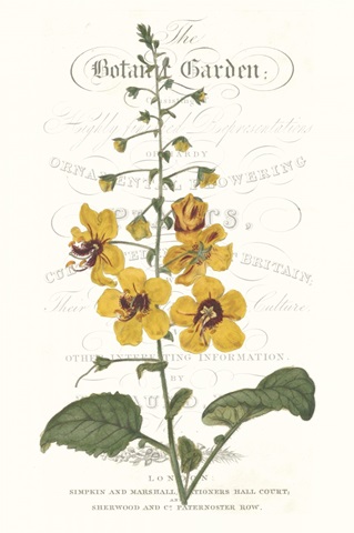 Flower Garden Varietals V