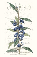 Flower Garden Varietals VI