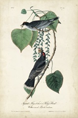 Flycatcher and King Bird