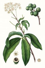 Foliage and Blooms II