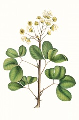 Foliage and Blooms IV