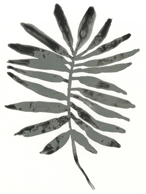 Foliage Fossil VII