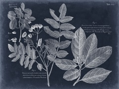 Foliage on Navy V