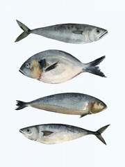 Four Fish II
