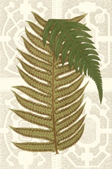 Garden Ferns II