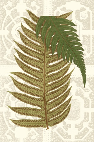 Garden Ferns II
