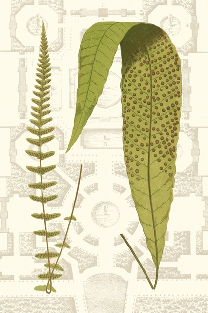 Garden Ferns III