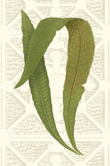 Garden Ferns IV