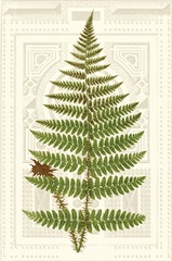 Garden Ferns V