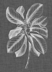 Graphic Foliage II