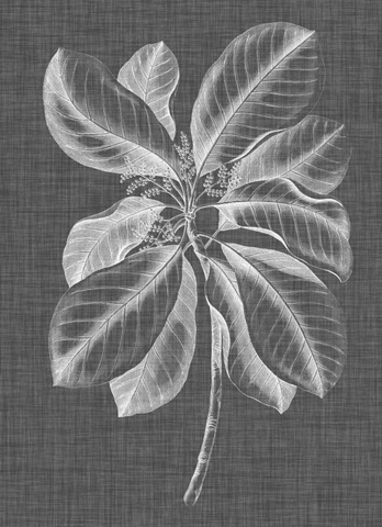 Graphic Foliage II