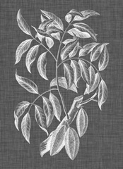 Graphic Foliage III