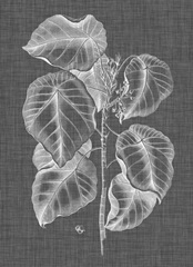 Graphic Foliage IV