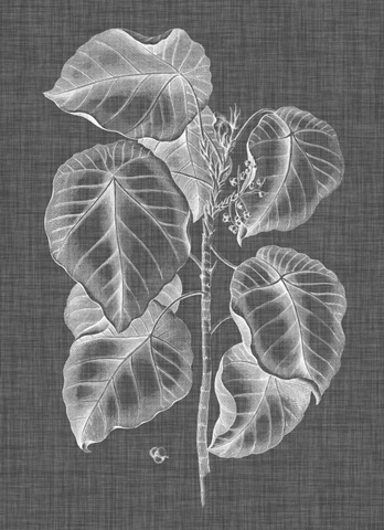 Graphic Foliage IV