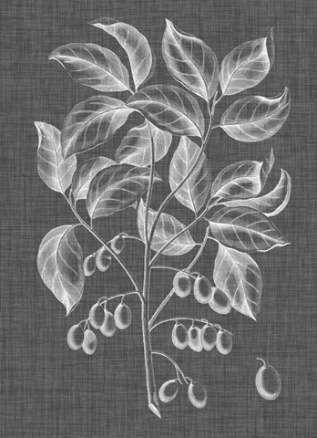 Graphic Foliage V