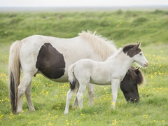 Grassland Horses I