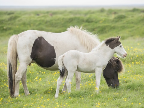 Grassland Horses I