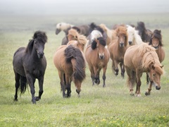 Grassland Horses II