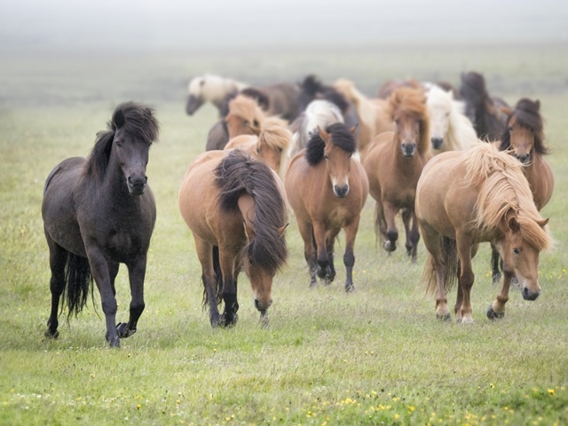 Grassland Horses II