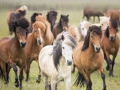 Grassland Horses III