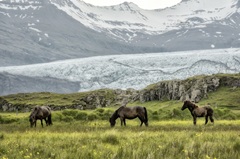 Grazing at the Glacier