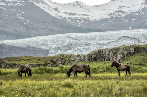 Grazing at the Glacier