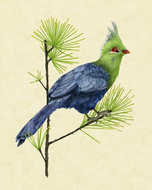 Green Turaco I