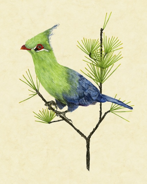 Green Turaco II