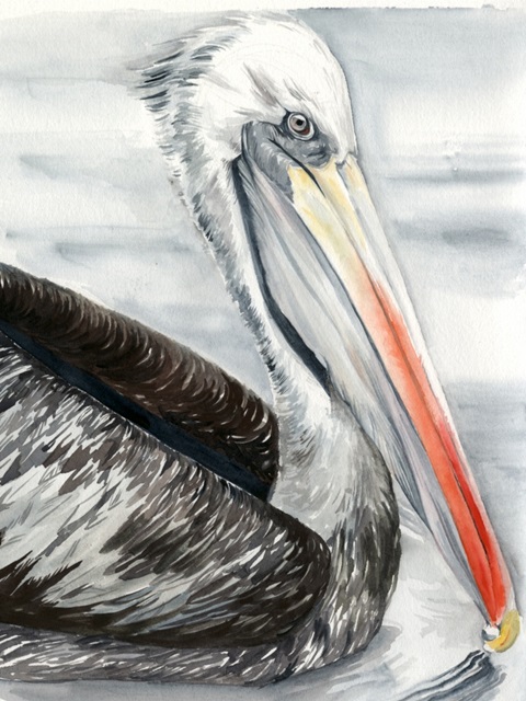 Grey Pelican I