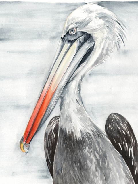 Grey Pelican II
