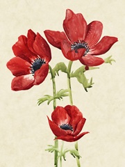 Heirloom Anemones I