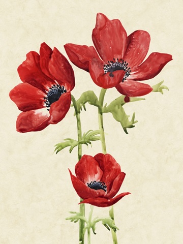 Heirloom Anemones I