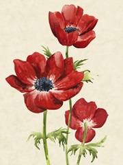 Heirloom Anemones II