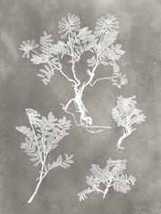 Herbarium Study II