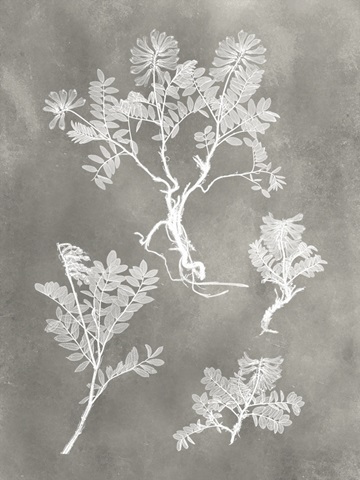 Herbarium Study II