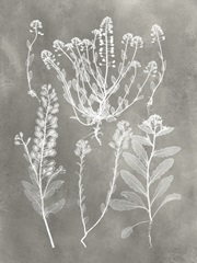 Herbarium Study III