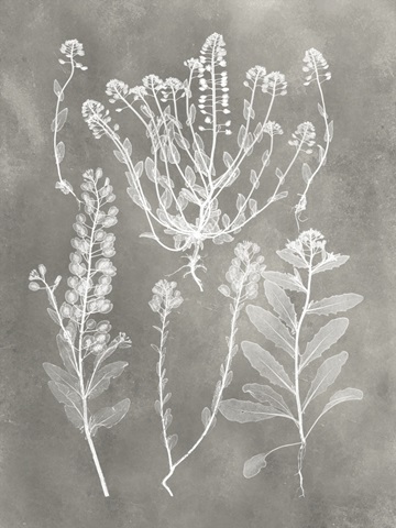 Herbarium Study III