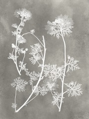 Herbarium Study IV