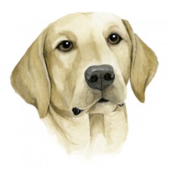 Human's Best Friend I