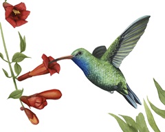 Hummingbird and Flower I