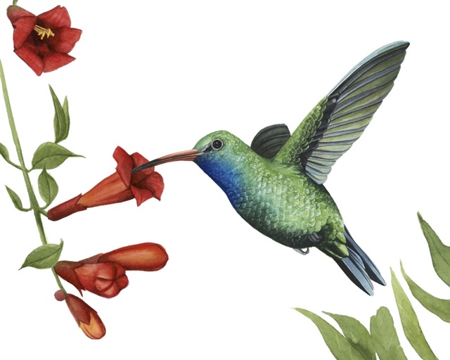Hummingbird and Flower I