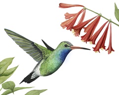 Hummingbird and Flower II