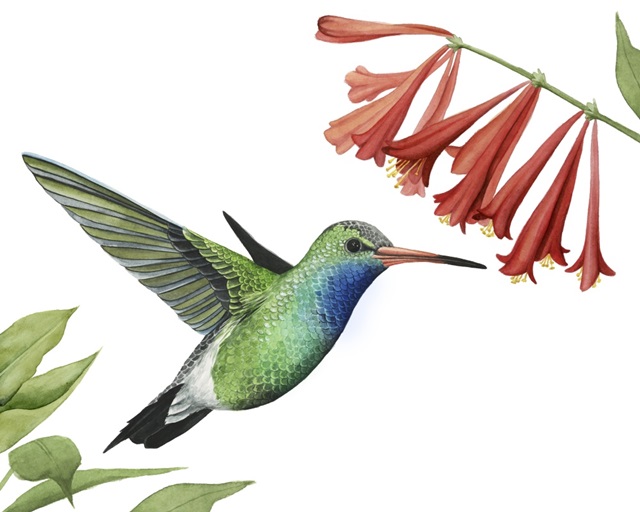 Hummingbird and Flower II