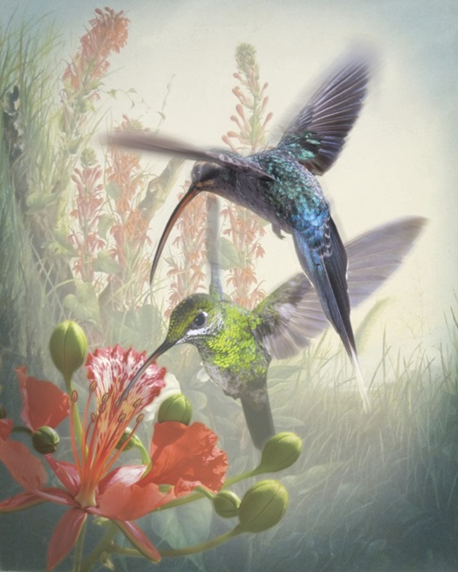 Hummingbird Cycle I