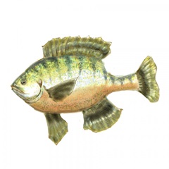 Illustrated Bluegill