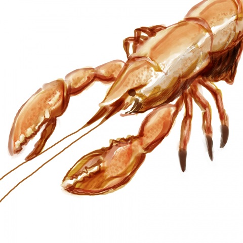 Illustrated Lobster I