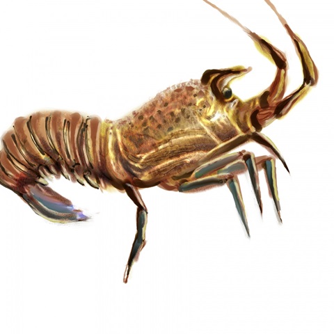 Illustrated Lobster II