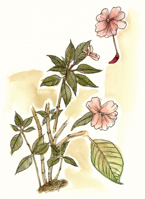 Impatiens Study