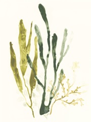 Kelp Collection I